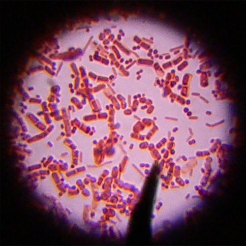 macro-ultramacro-biology-834293-o