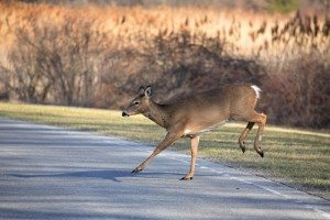 deer-animal-wildlife-1656386-h