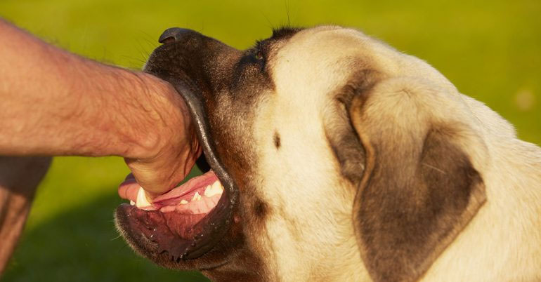 Philadelphia Dog Bite Injury Lawyer